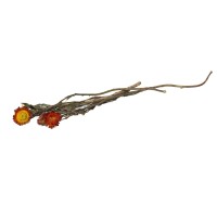 PHOCEALYS│Helichrysum sec│vente aux pros│Grossiste en fleurs séchées