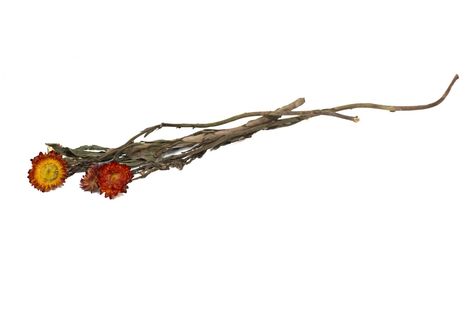 PHOCEALYS│Helichrysum sec│vente aux pros│Grossiste en fleurs séchées