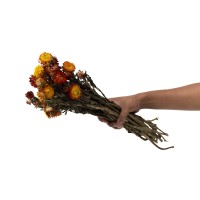 PHOCEALYS│Helichrysum sec│vente aux pros│Grossiste en fleurs séchées