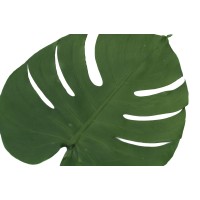 Feuilles de monstera stabilisées│vente aux pros│Grossiste