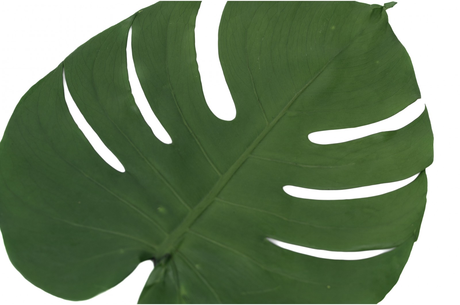 Feuilles de monstera stabilisées│vente aux pros│Grossiste