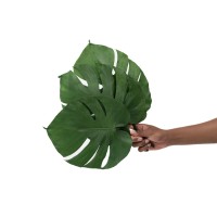 Feuilles de monstera stabilisées│vente aux pros│Grossiste