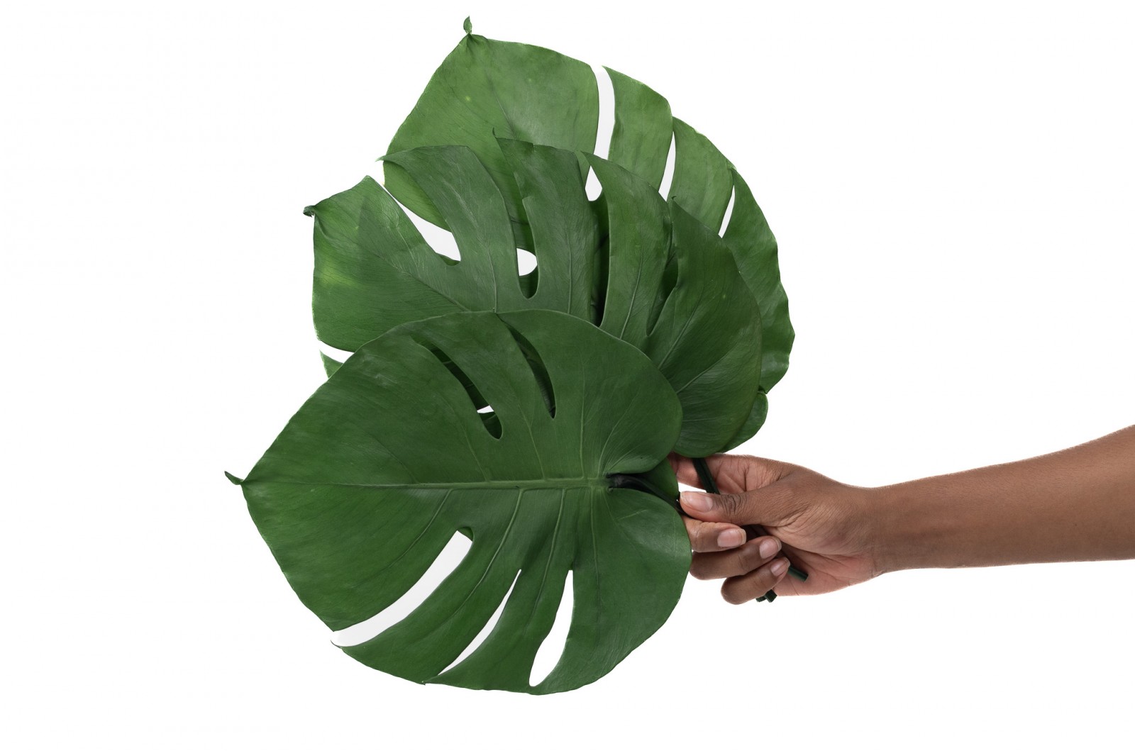 Feuilles de monstera stabilisées│vente aux pros│Grossiste