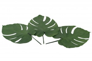 Feuilles de monstera stabilisées│vente aux pros│Grossiste