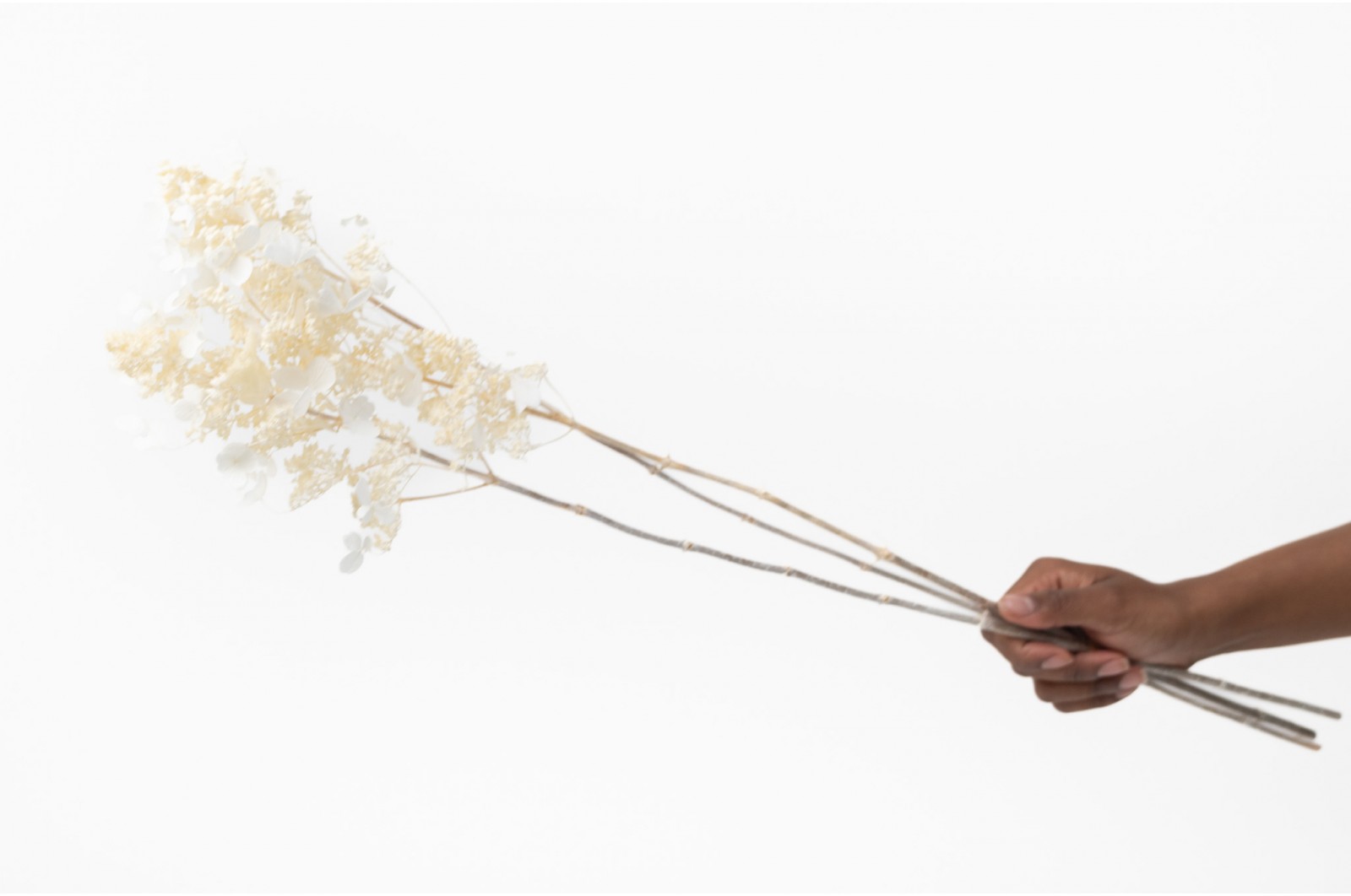Hortensia stabilisé│vente aux pros│Grossiste en végétaux stabilisées