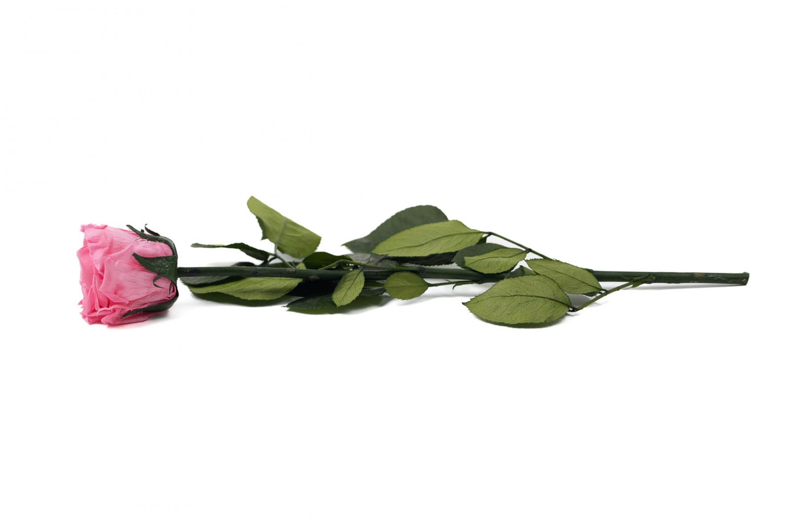 PHOCEALYS│Rose tigée stabilisée│vente aux pros│Grossiste