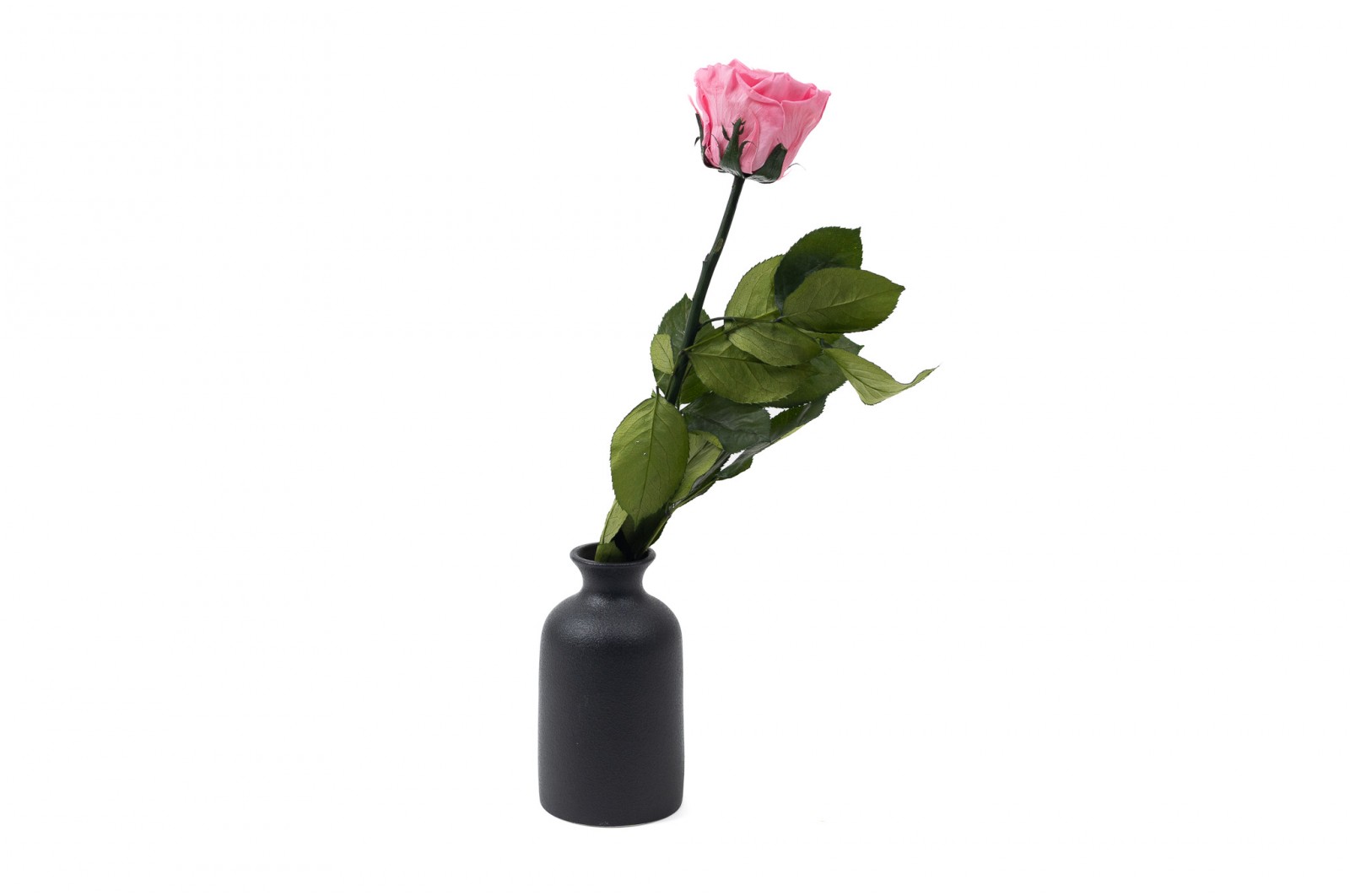 PHOCEALYS│Rose tigée stabilisée│vente aux pros│Grossiste