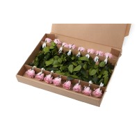 PHOCEALYS│Rose tigée stabilisée│vente aux pros│Grossiste
