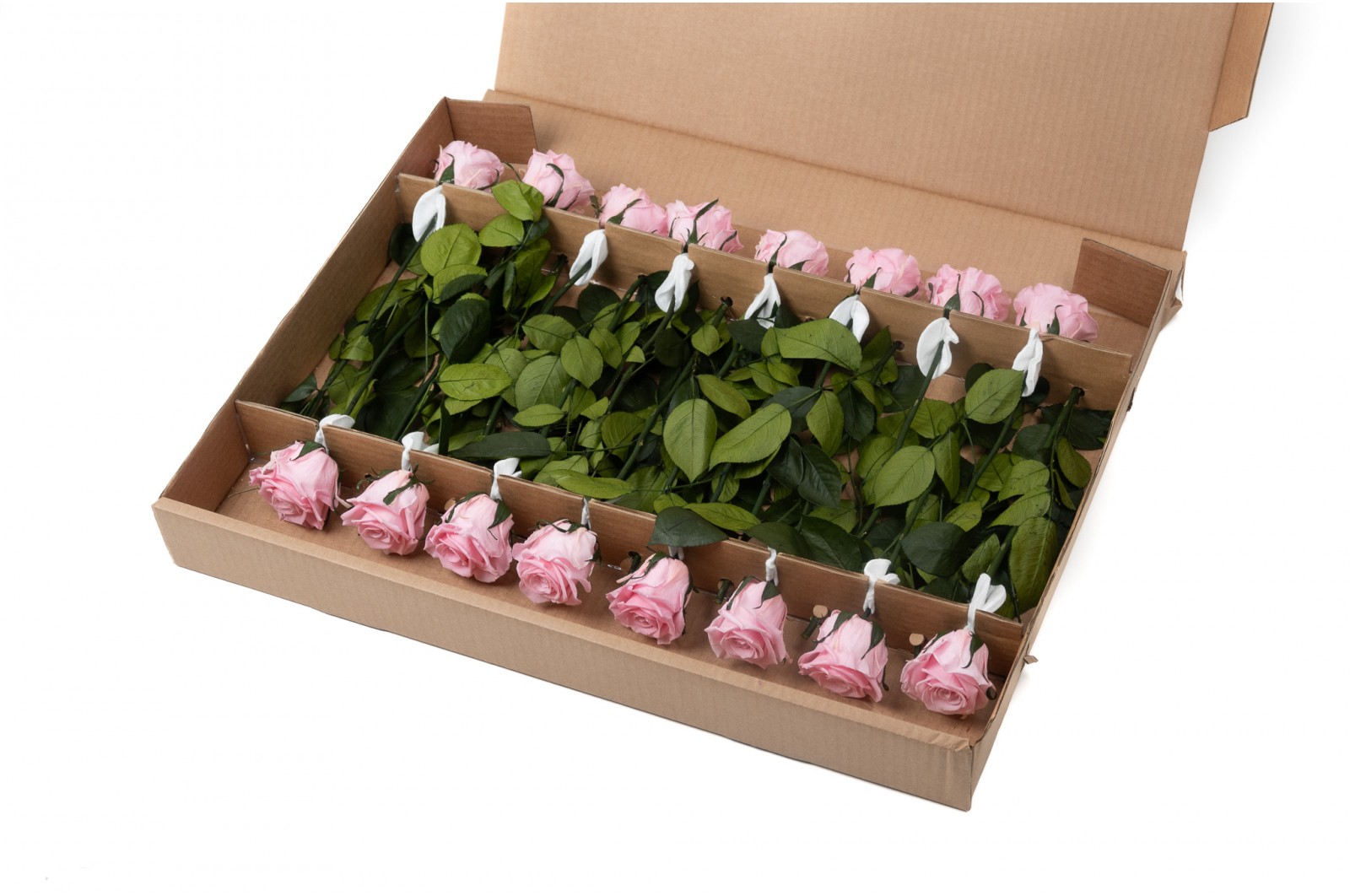 PHOCEALYS│Rose tigée stabilisée│vente aux pros│Grossiste