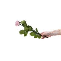 PHOCEALYS│Rose tigée stabilisée│vente aux pros│Grossiste