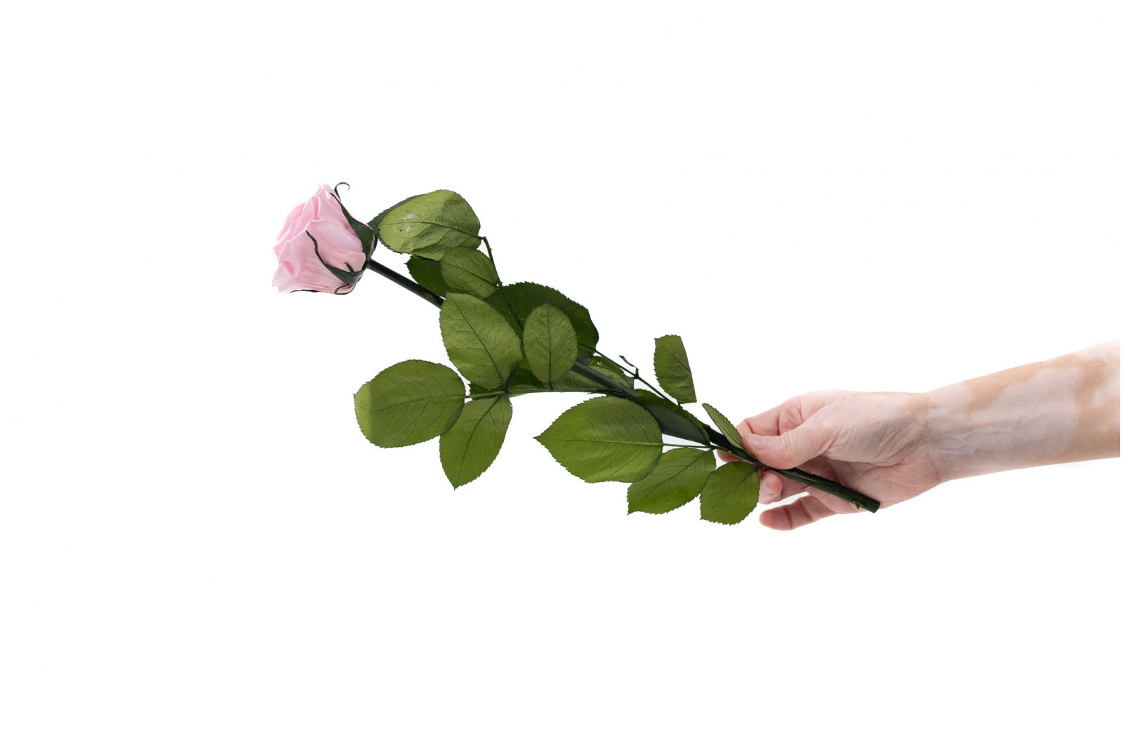 PHOCEALYS│Rose tigée stabilisée│vente aux pros│Grossiste