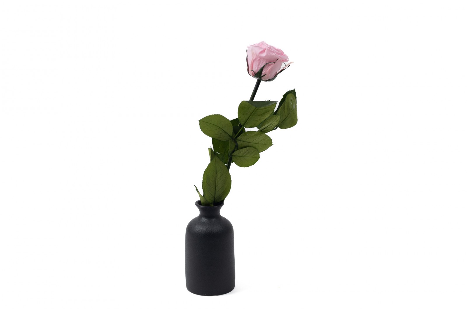 PHOCEALYS│Rose tigée stabilisée│vente aux pros│Grossiste