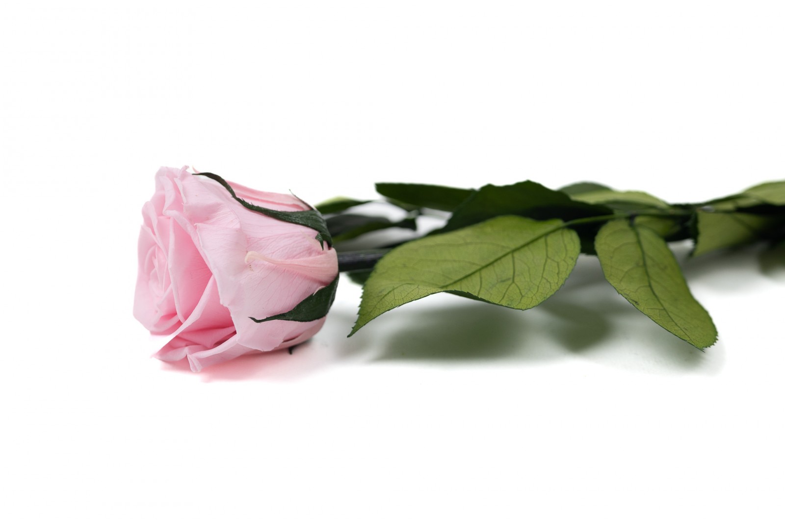 PHOCEALYS│Rose tigée stabilisée│vente aux pros│Grossiste