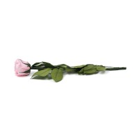 PHOCEALYS│Rose tigée stabilisée│vente aux pros│Grossiste