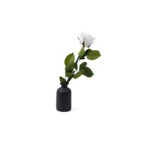 PHOCEALYS│Rose tigée stabilisée│vente aux pros│Grossiste