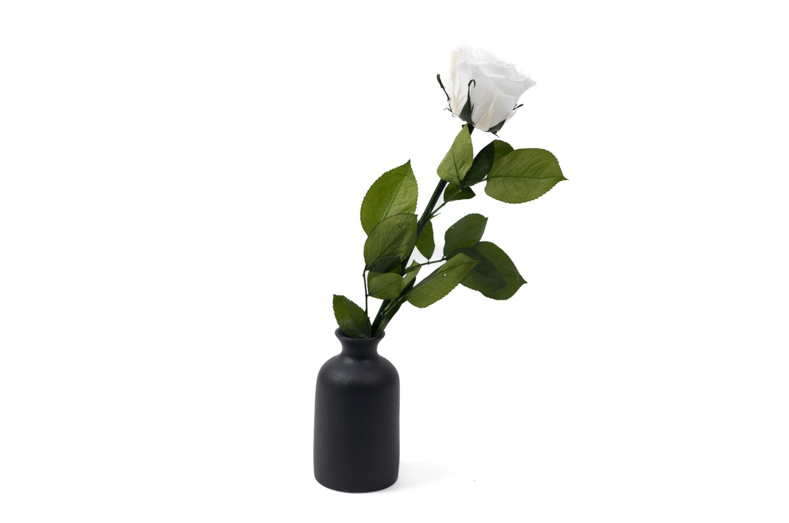 PHOCEALYS│Rose tigée stabilisée│vente aux pros│Grossiste