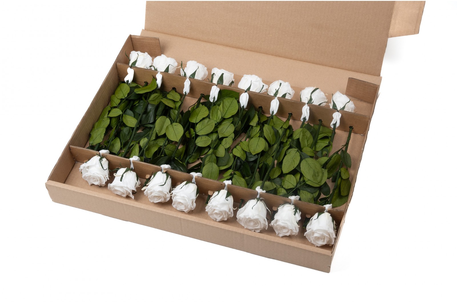 PHOCEALYS│Rose tigée stabilisée│vente aux pros│Grossiste