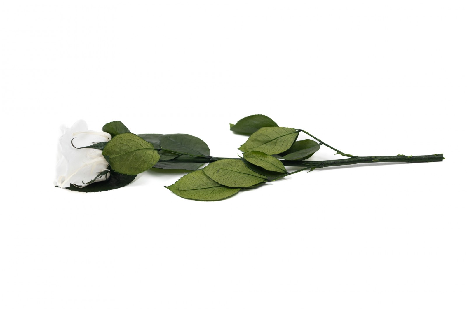 PHOCEALYS│Rose tigée stabilisée│vente aux pros│Grossiste