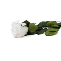 PHOCEALYS│Rose tigée stabilisée│vente aux pros│Grossiste