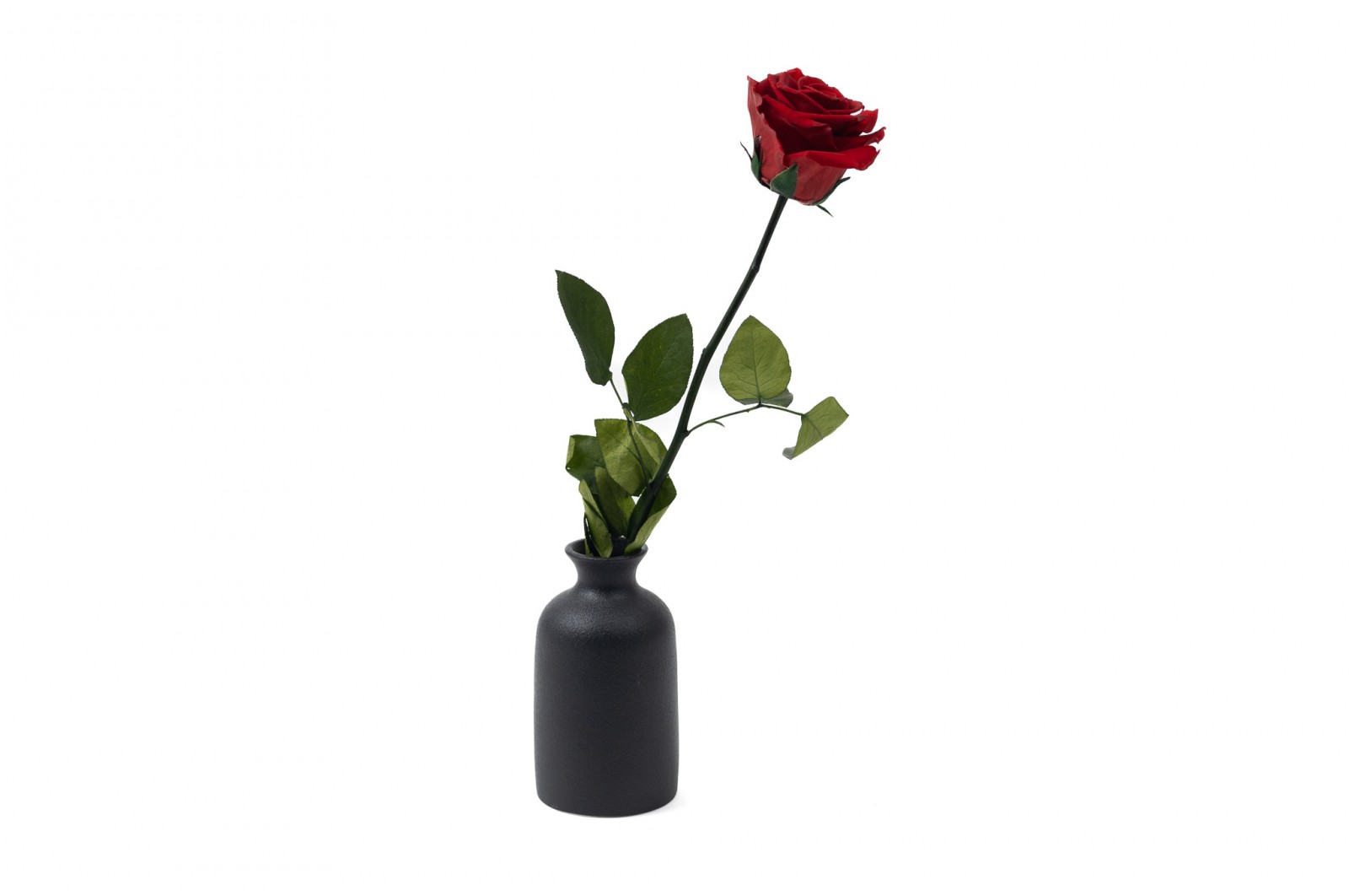 PHOCEALYS│Rose tigée stabilisée│vente aux pros│Grossiste
