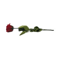 PHOCEALYS│Rose tigée stabilisée│vente aux pros│Grossiste