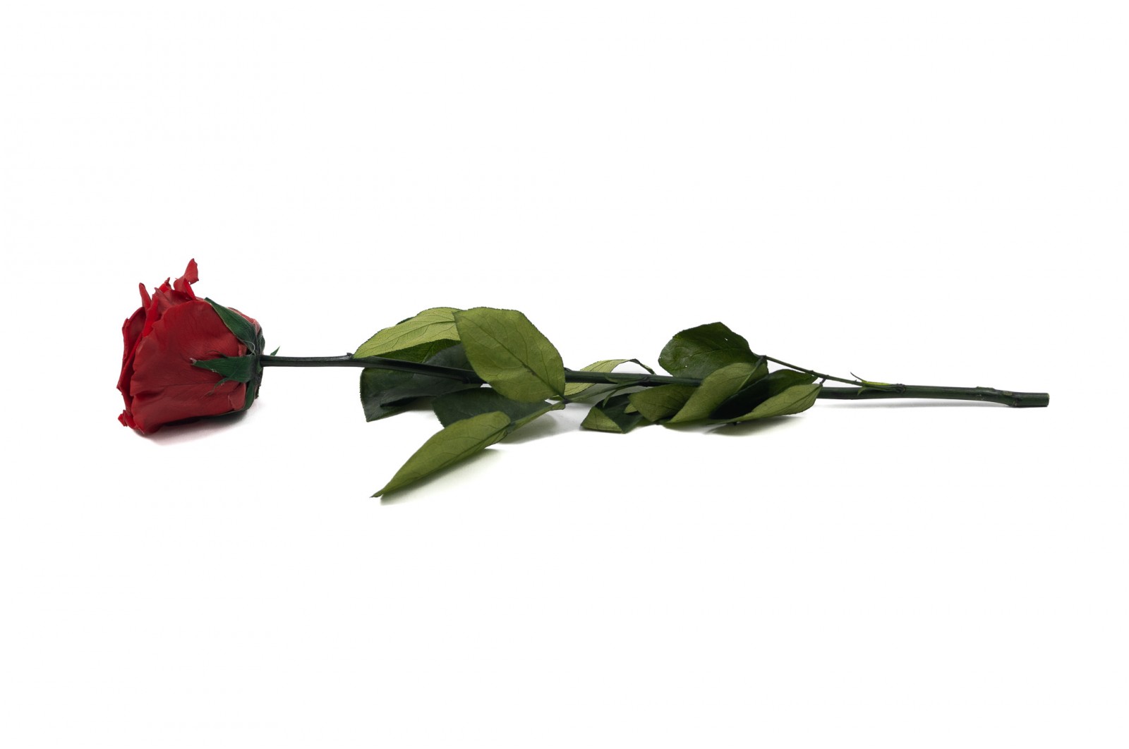 PHOCEALYS│Rose tigée stabilisée│vente aux pros│Grossiste