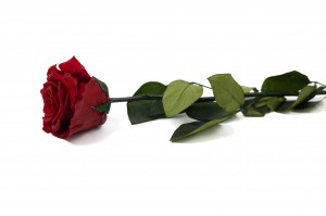 PHOCEALYS│Rose tigée stabilisée│vente aux pros│Grossiste