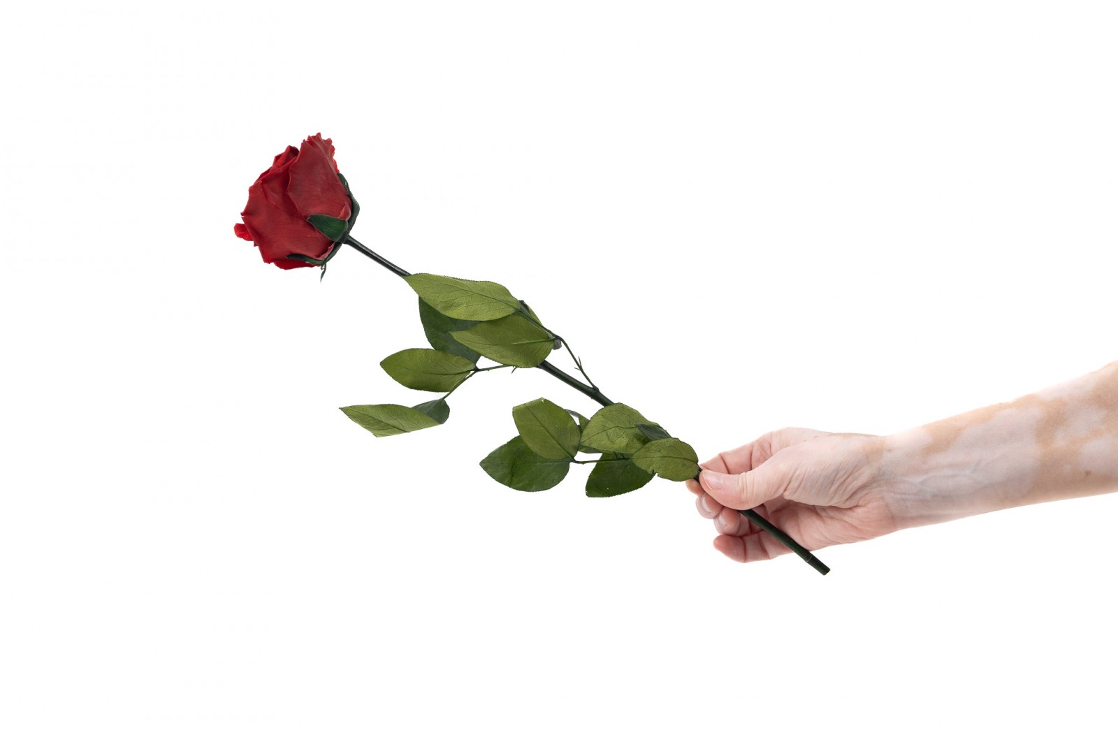 PHOCEALYS│Rose tigée stabilisée│vente aux pros│Grossiste