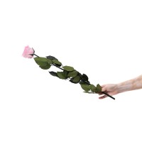 PHOCEALYS│Rose tigée coffret stabilisée│vente aux pros│Grossiste