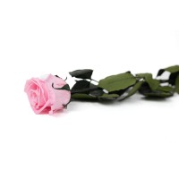 PHOCEALYS│Rose tigée coffret stabilisée│vente aux pros│Grossiste