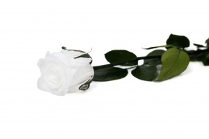 PHOCEALYS│Rose tigée coffret stabilisée│vente aux pros│Grossiste