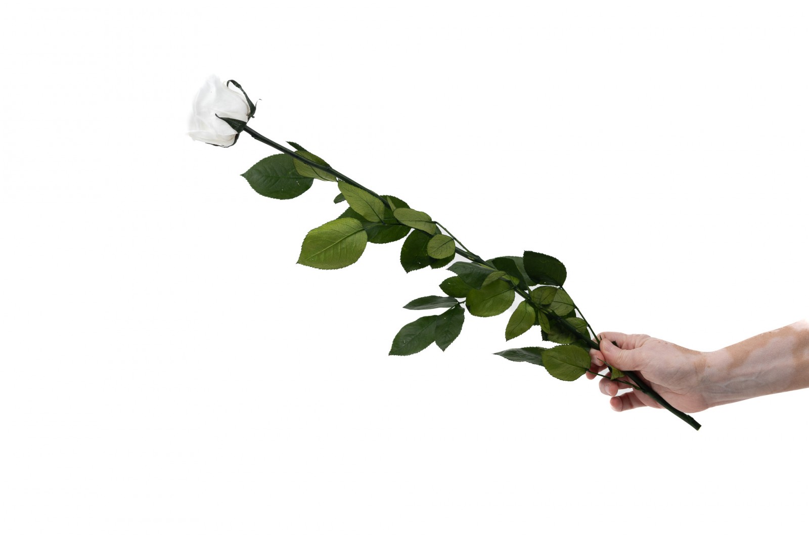 PHOCEALYS│Rose tigée coffret stabilisée│vente aux pros│Grossiste