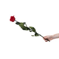 PHOCEALYS│Rose tigée coffret stabilisée│vente aux pros│Grossiste