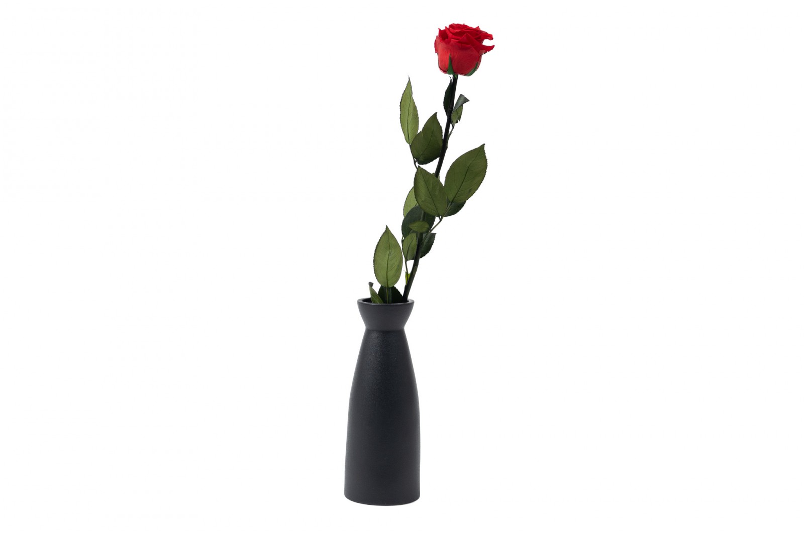 PHOCEALYS│Rose tigée coffret stabilisée│vente aux pros│Grossiste