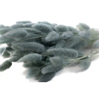 PHOCEALYS │Lagurus sec │vente aux pros│Grossiste en fleurs séchées