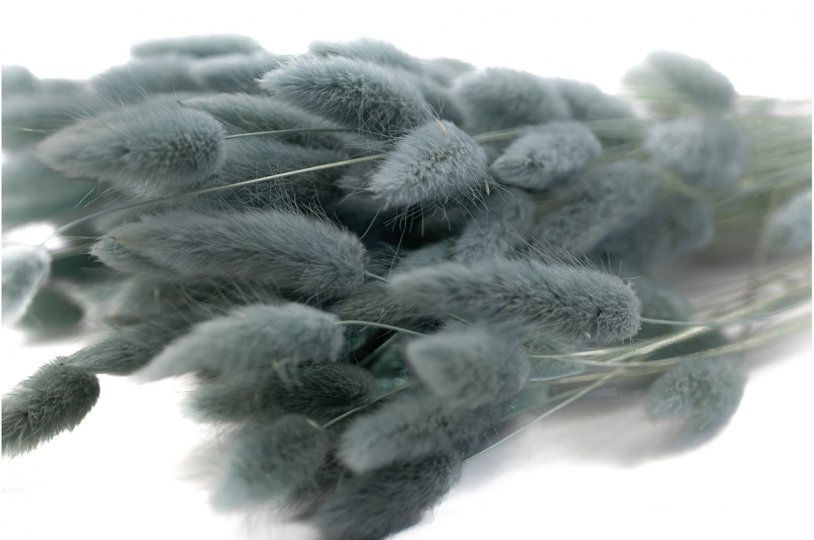PHOCEALYS │Lagurus sec │vente aux pros│Grossiste en fleurs séchées