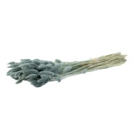 PHOCEALYS │Lagurus sec │vente aux pros│Grossiste en fleurs séchées