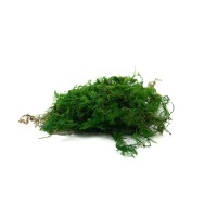 PHOCEALYS│Mousse fougère stabilisée│vente aux pros│Grossiste