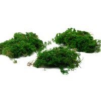 PHOCEALYS│Mousse fougère stabilisée│vente aux pros│Grossiste