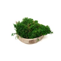 PHOCEALYS│Mousse fougère stabilisée│vente aux pros│Grossiste