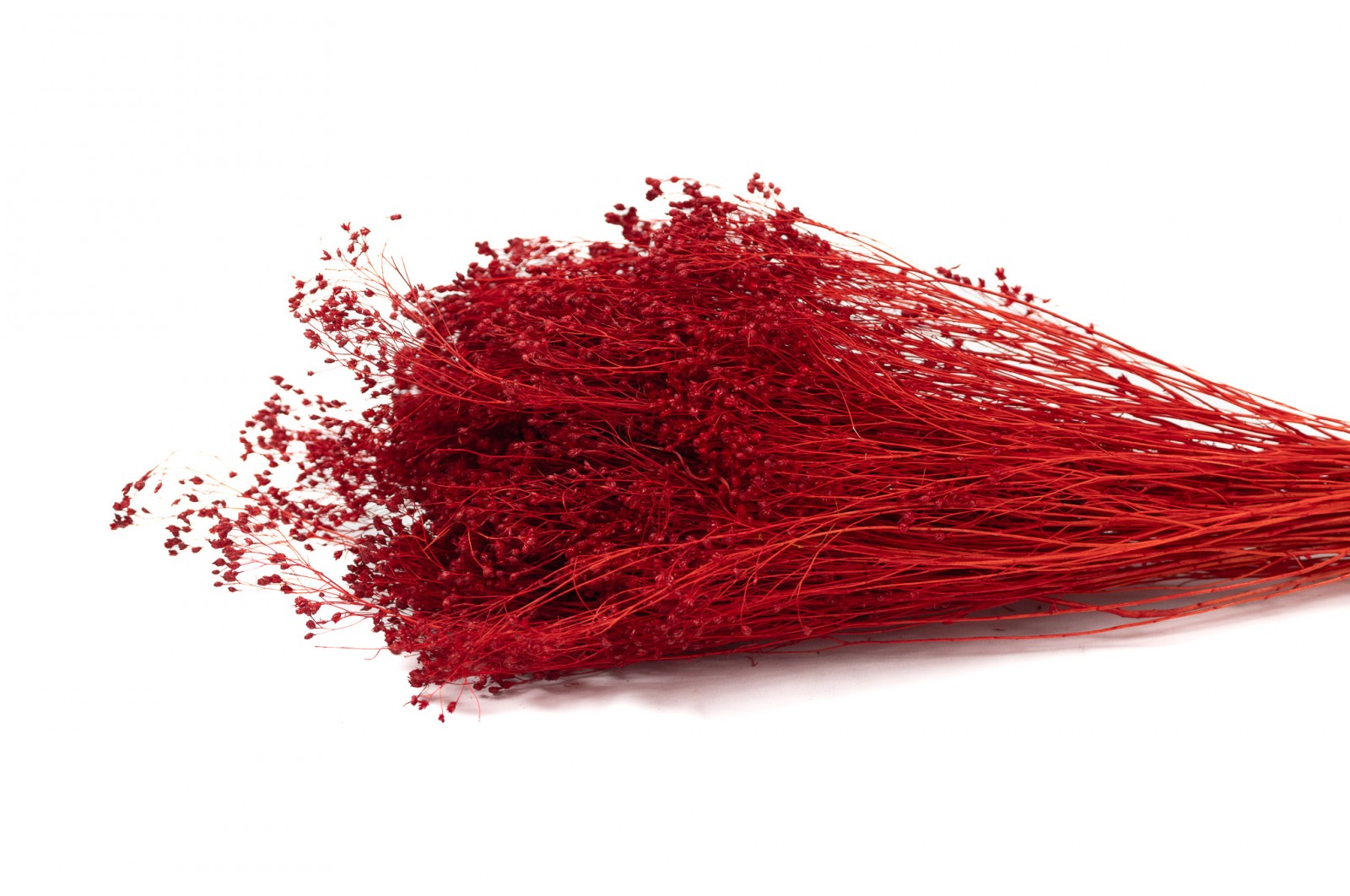 PHOCEALYS │Broom bloom sec│vente aux pros│Grossiste en fleurs séchées
