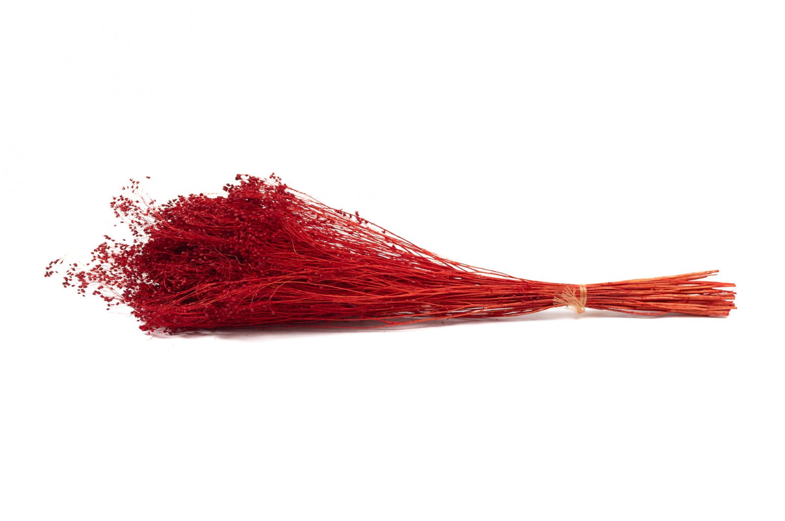 PHOCEALYS │Broom bloom sec│vente aux pros│Grossiste en fleurs séchées