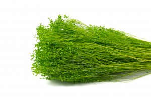 PHOCEALYS │Broom bloom sec│vente aux pros│Grossiste en fleurs séchées