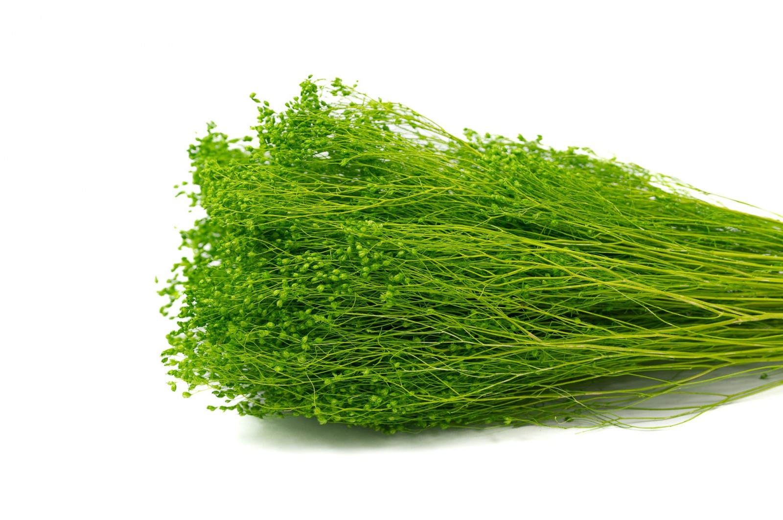 PHOCEALYS │Broom bloom sec│vente aux pros│Grossiste en fleurs séchées