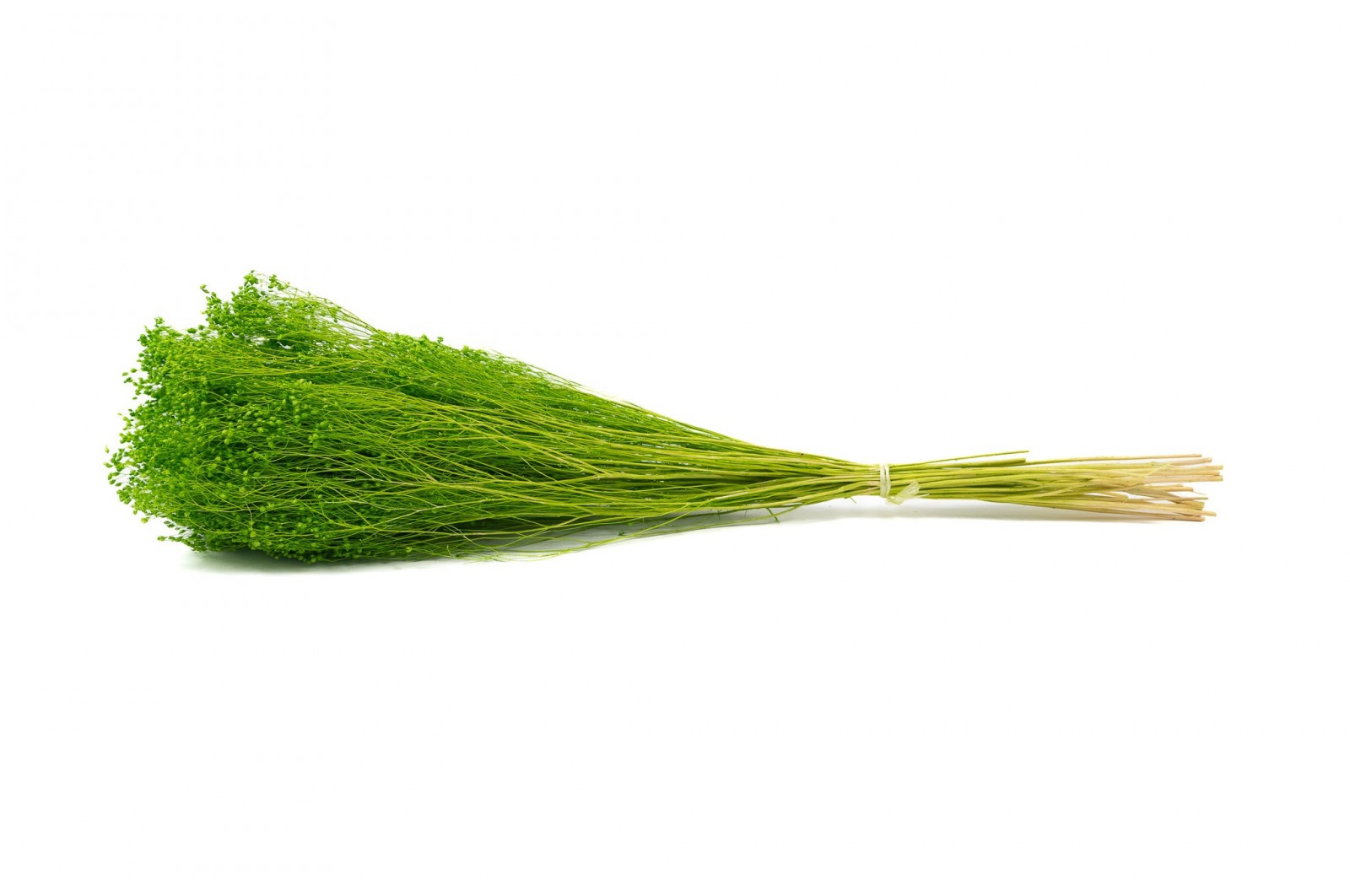 PHOCEALYS │Broom bloom sec│vente aux pros│Grossiste en fleurs séchées