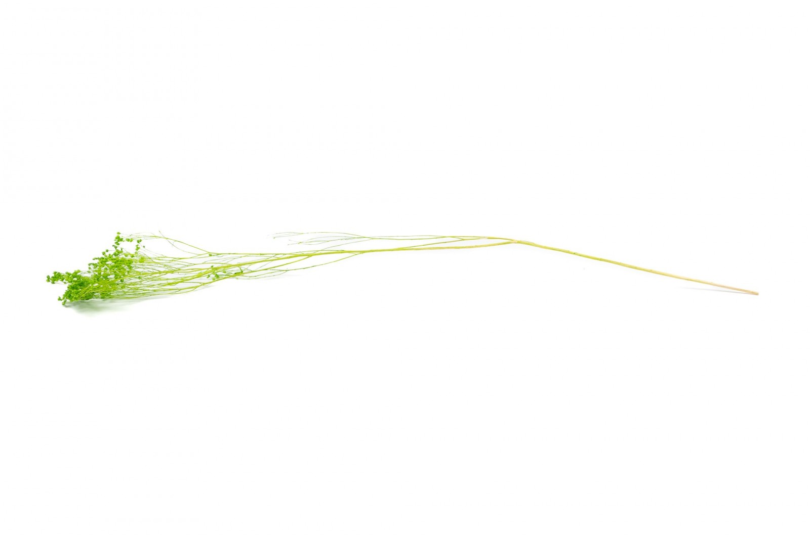 PHOCEALYS │Broom bloom sec│vente aux pros│Grossiste en fleurs séchées