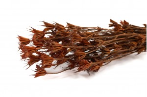 Nigelle Orientale sèche│vente aux pros│Grossiste en fleurs séchées