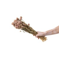 Gomphrena sec│vente aux pros│Grossiste en fleurs séchées