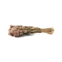 Gomphrena sec│vente aux pros│Grossiste en fleurs séchées