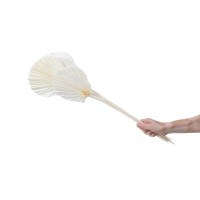 PHOCEALYS │Palm round séchée│vente aux pros│Grossiste en fleurs séchées